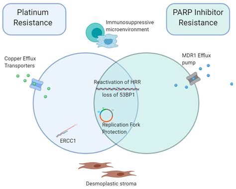 Cancers Free Full Text Overcoming Platinum And Parp Inhibitor