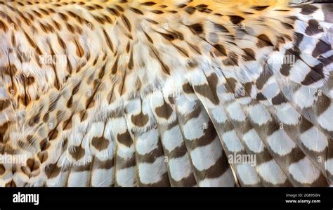 Bird Wing Texture Hi Res Stock Photography And Images Alamy