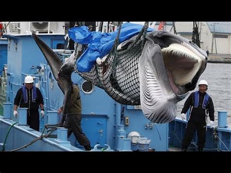 Video La Caccia Alle Balene Riprende In Giappone Per Fini Commerciali