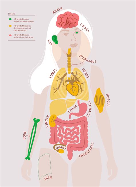 On The Road To D Printed Organs The Scientist Magazine Tissue