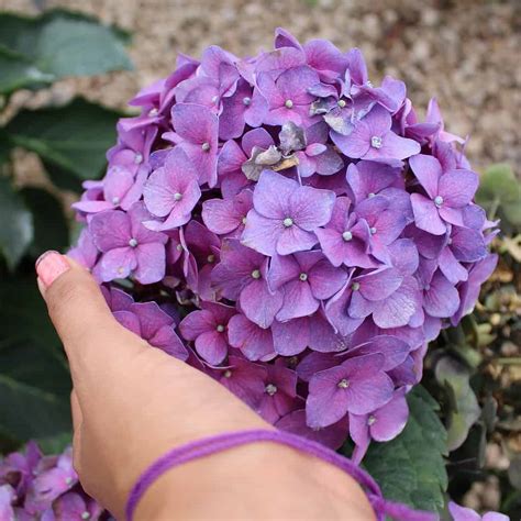 Hoe En Wanneer Moet Je Je Hortensias Snoeien Tuin En Balkon