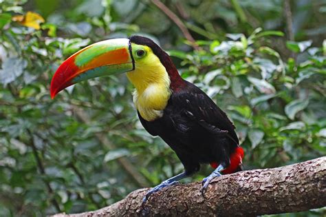 Definitive Guide To Keel-billed Toucan Facts, Habitat, Conservation ...