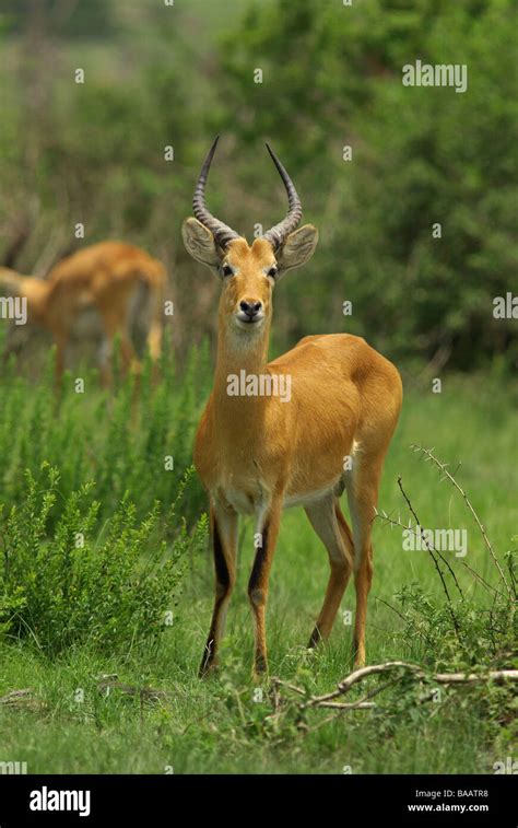 Uganda Kob Kobus Kob Thomasi Stock Photo Alamy