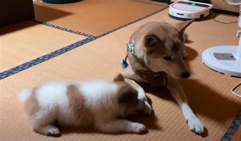 野犬の子犬がやってきた！子犬と先住犬の初対面シーンに感動「会った瞬間の反応が素敵」「優しい世界」大絶賛の声 わんちゃんホンポ