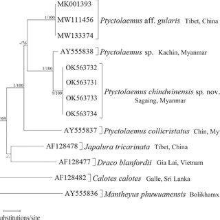 Phylogenetic Tree Inferred From Bayesian Analysis Based On The Nd