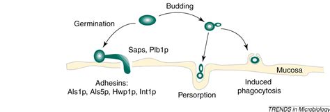 Virulence Factors Of Candida Albicans Trends In Microbiology