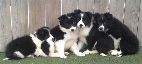 23+ Blue Merle Border Collie Puppies For Sale In Missouri - l2sanpiero