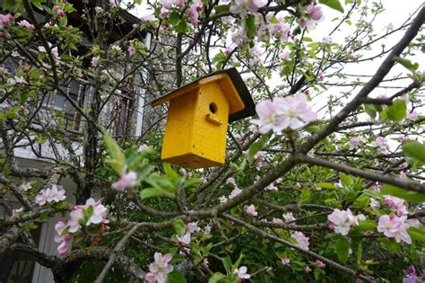 Premium Photo Bird House In Tree Birdhouse In The Garden To Attract