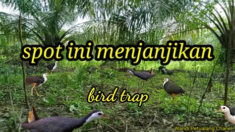 Mikat Burung Ruak Ruak Di Sawitan Yg Berawa Memang Mantapppp