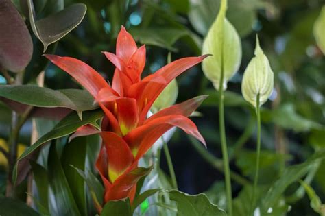 How to Water a Bromeliad for Optimal Growth and Plant Health - Petal ...