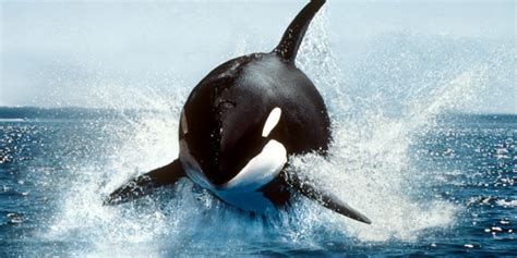 Orca Brain Power Puts The Killer In Killer Whale Blackfish Live To