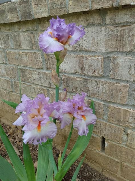 Photo Of The Entire Plant Of Tall Bearded Iris Iris Oui Madame