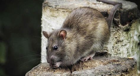 Understanding Rats: Pest Control for a Rodent-Free Home