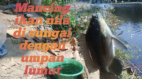 MANCING IKAN NILA DI SUNGAI PAKAI UMPAN LUMUT YouTube