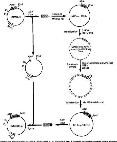 Figure 1 From Ubiquitin RAS Peptide Extensions As Substrates For