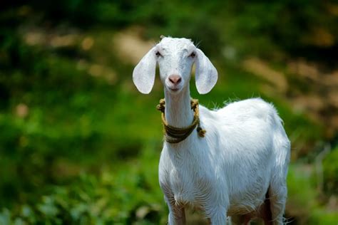 What Sound Do Goats Make And Why