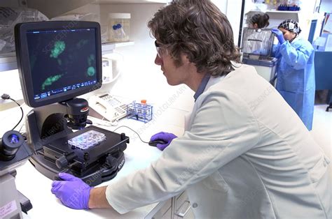 Stem cell research - Stock Image - C026/6346 - Science Photo Library