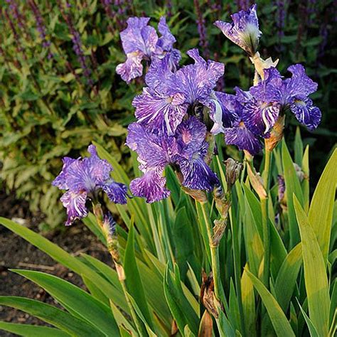 Iris Batik Bearded Green Valley Garden Centre