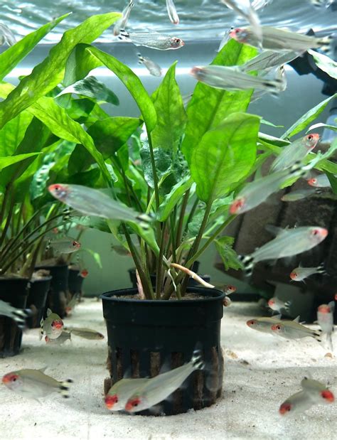 Cryptocoryne Usteriana Green Shrimpfever