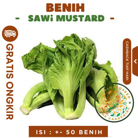 Benih Sawi Mustard Head Lettuce Glory Sayuran Pahit Known You Seed