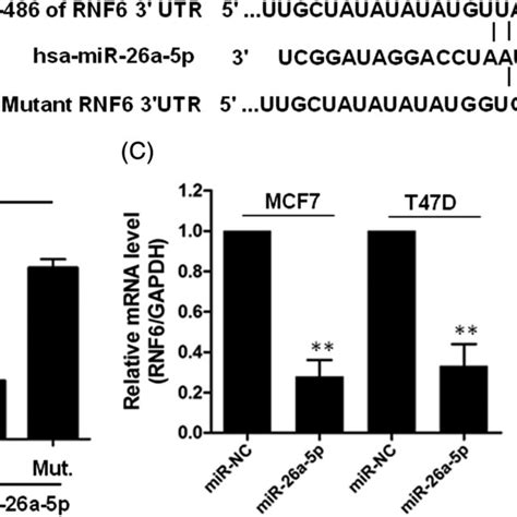 Overexpression Of Mir‐26a‐5p Inhibits Breast Cancer Cell Growth A