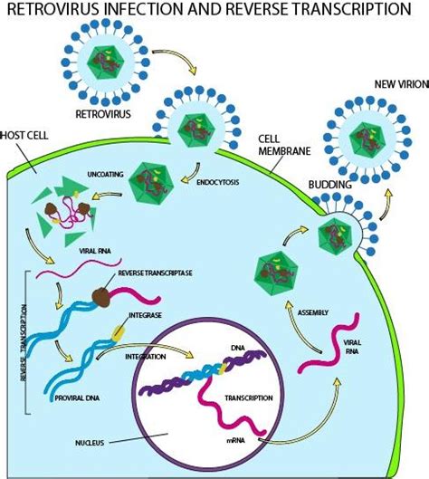 What does the enzyme reverse transcriptase do?