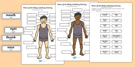 Body Parts Labelling Activity Arabic Translation