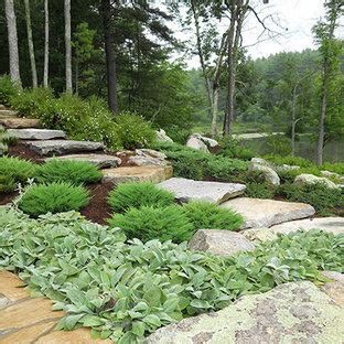 Juniper Landscaping Ideas & Photos | Houzz