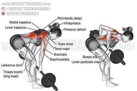 Barbell Bent Over Row Variations at Marie Renda blog