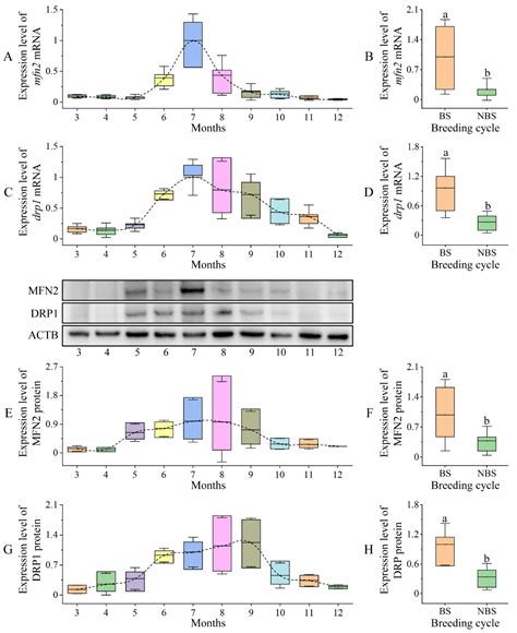 Ijms Free Full Text Mitochondrial Features And Expressions Of Mfn2