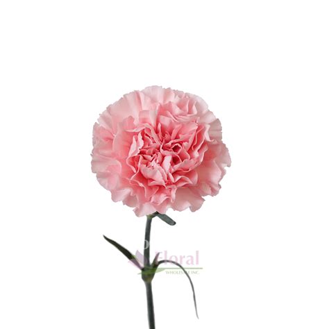 Carnation Light Pink Fancy Potomac Floral Wholesale