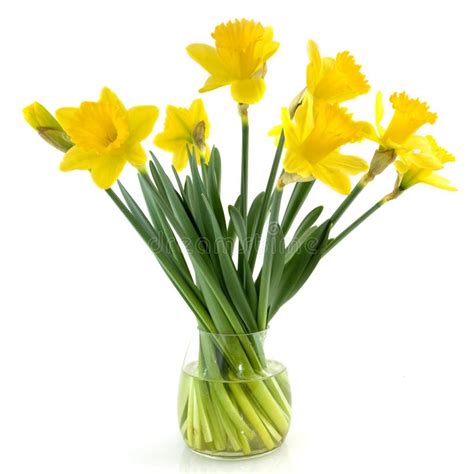 Yellow daffodils stock photo. Image of interior, flower - 8370680