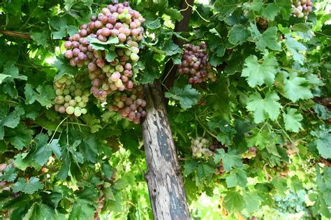 Robinvale Grape Field Taki Lau Flickr