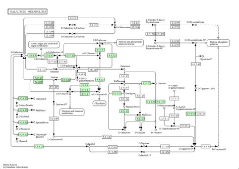 KEGG PATHWAY Galactose Metabolism Homo Sapiens Human