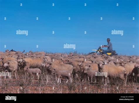 Sheep Herding Motor Bike Hi Res Stock Photography And Images Alamy