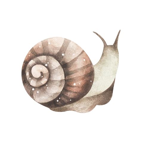 Caracol En Acuarela Una Imagen De Un Caracol Sobre Un Fondo Blanco