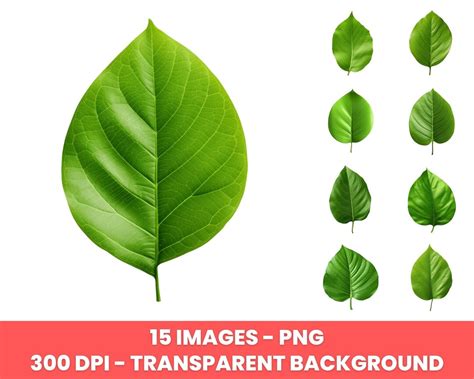 Green Leaf Clip Art Clip Art Commercial Use, PNG Images, Digital Images ...