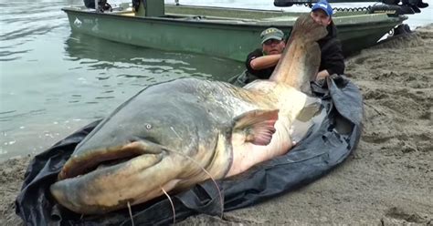 Fisherman Caught Record Smashing Foot Wels Catfish