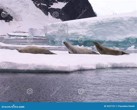 Seals in Antarctica stock image. Image of glace, pole - 2537751