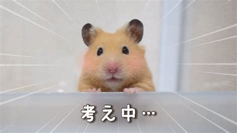 【cute Hamster】kinkuma Hamster Wondering Whether To Take A Bath・・・🐹💕