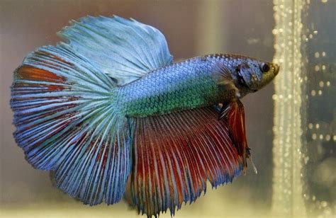 Red Betta Fish Care Guide Pictures Varieties Lifespan More Hepper