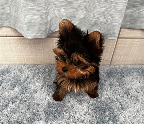 Pj411450 Gmail Registered Teacup Yorkshire Terrier Puppies