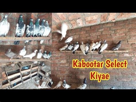 Dost Ki Taref Kabootar Select Kiyae Hashim Mahmood Pigeons YouTube