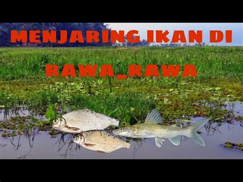 Menjaring Ikan Di Rawa Rawa Youtube