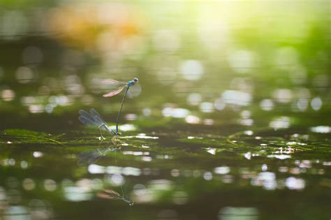 Wallpaper Sunlight Leaves Water Nature Reflection Grass Branch