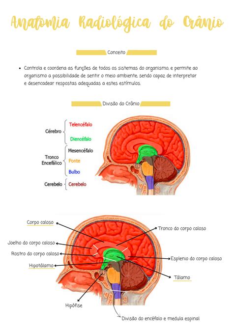 SOLUTION Anatomia Radiol Gica Do Cr Nio Aula 07 Studypool