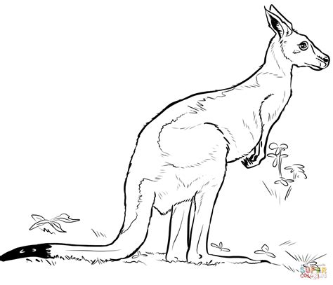 Kangaroo Coloring Page Free Printable Coloring Pages