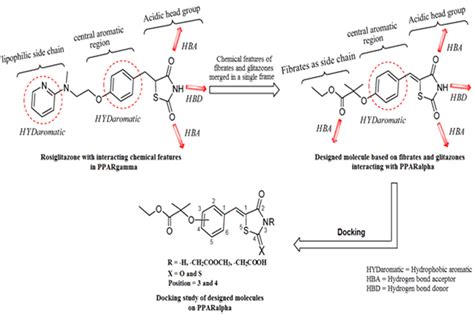 Design of PPAR α agonist on the basis of rosiglitazone molecule