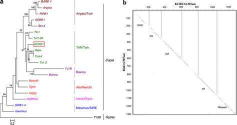 Phylogenetic Analysis Of Kcre And Known Ltr Retrotransposons A