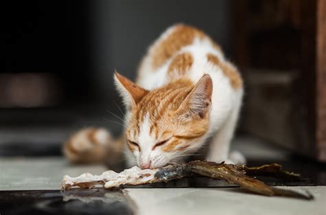 Bagaimana Cara Yang Tepat Mengatasi Kucing Ketulangan